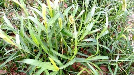 玉米苗前封闭除草剂哪种最好,麦茬玉米打封闭药管用吗