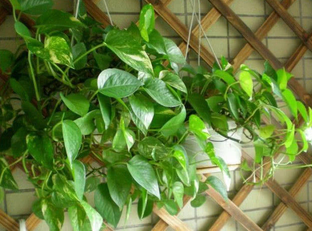 绿萝有毒还是没毒,绿萝有毒吗误食了咋办