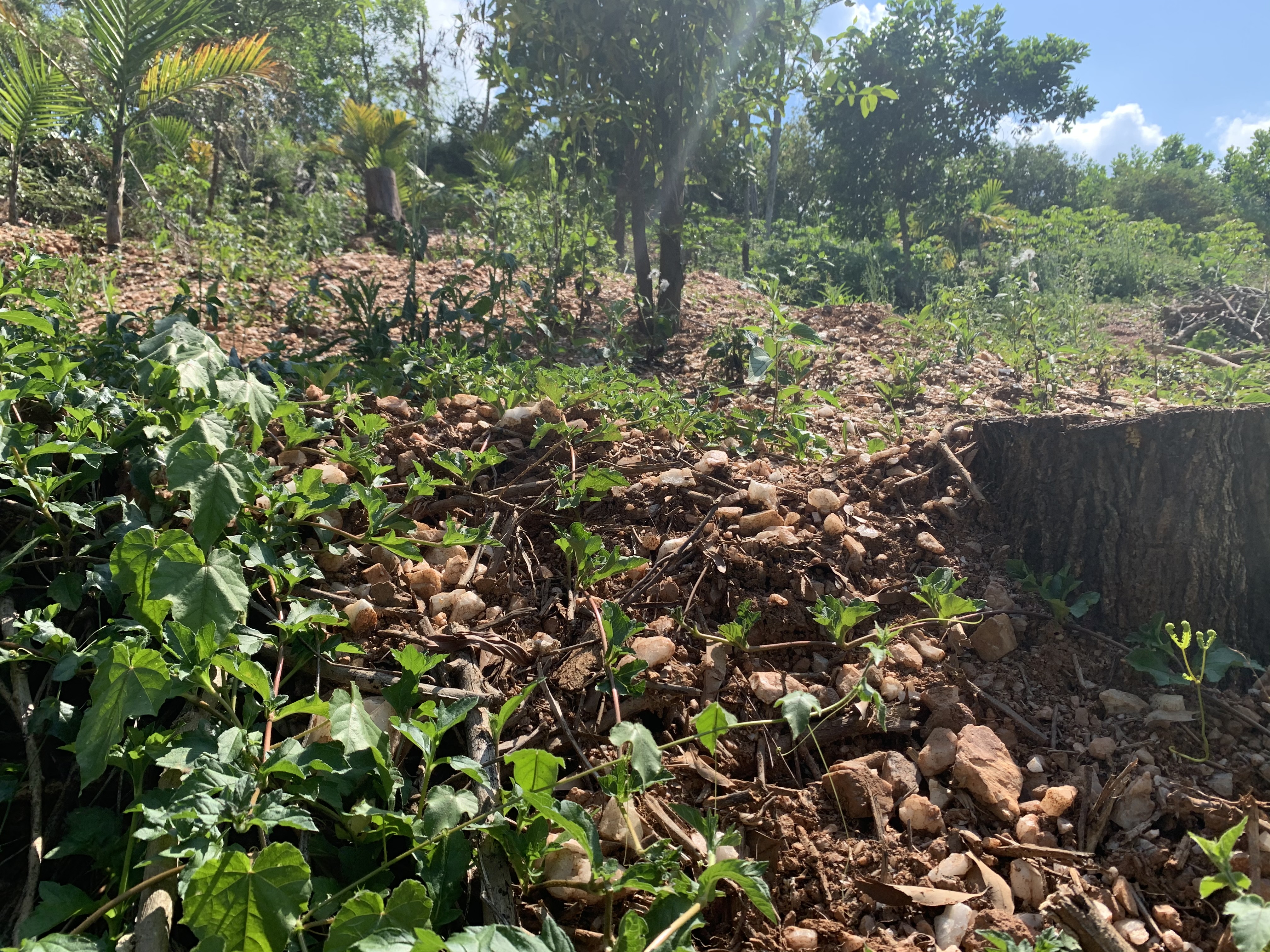 屯昌羊角岭水晶矿现在还能去吗,海南水晶矿遗址