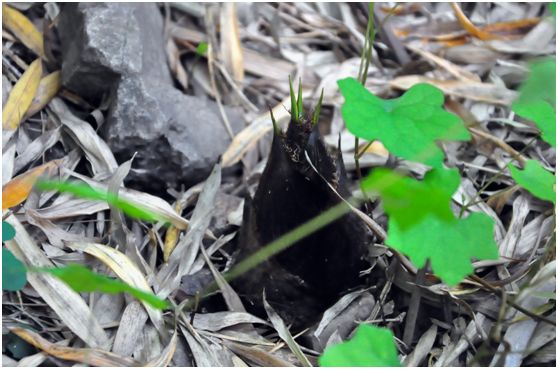 绵绵细雨江南雨,绵绵春雨雨中赏花
