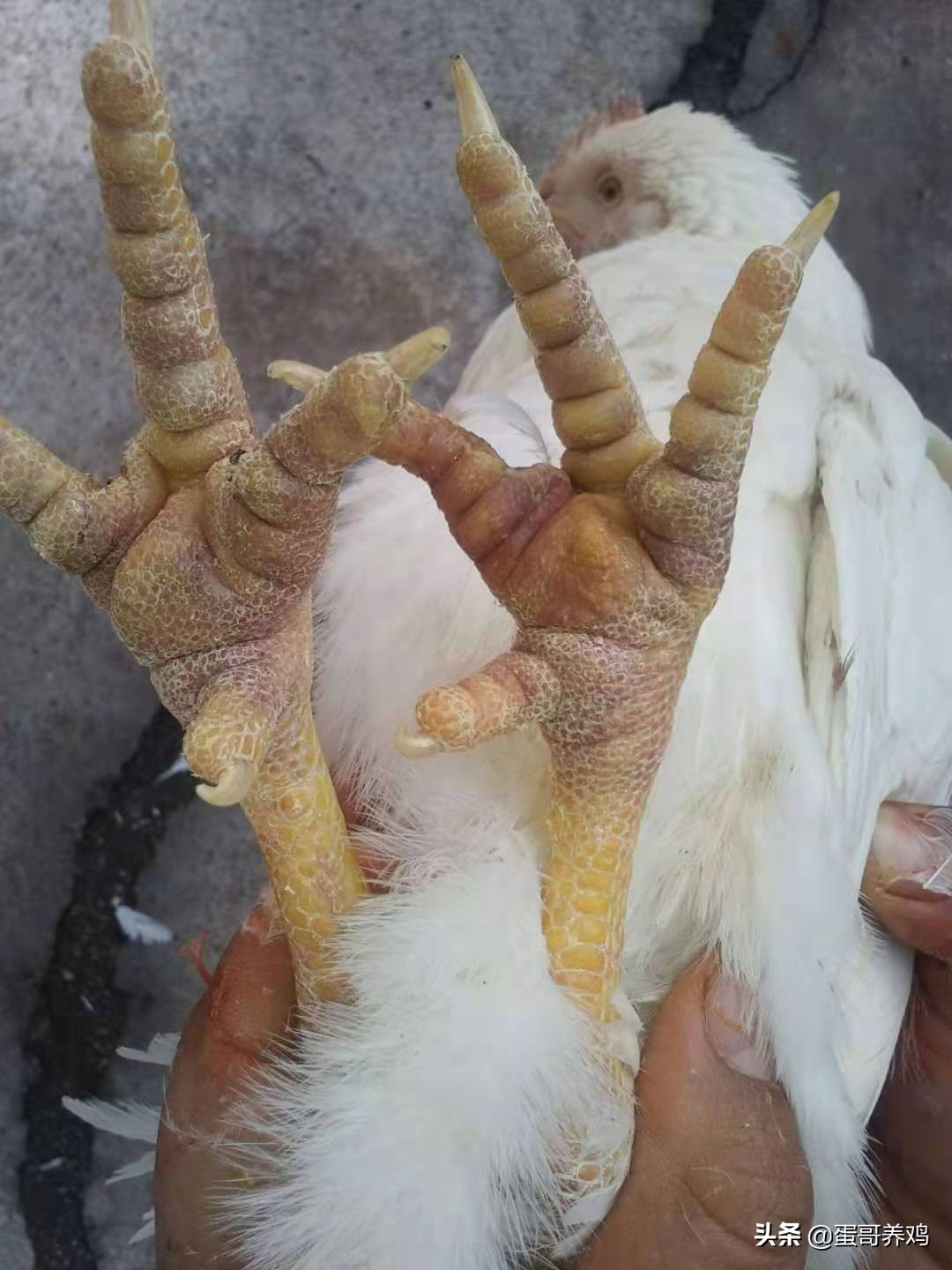 怎么预防鸡中暑,鸡中暑的症状图