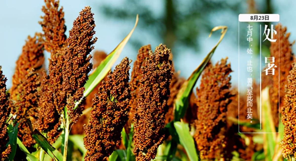 处暑是什么意思处暑的来历和风俗,处暑节气的含义是什么处暑吃啥好