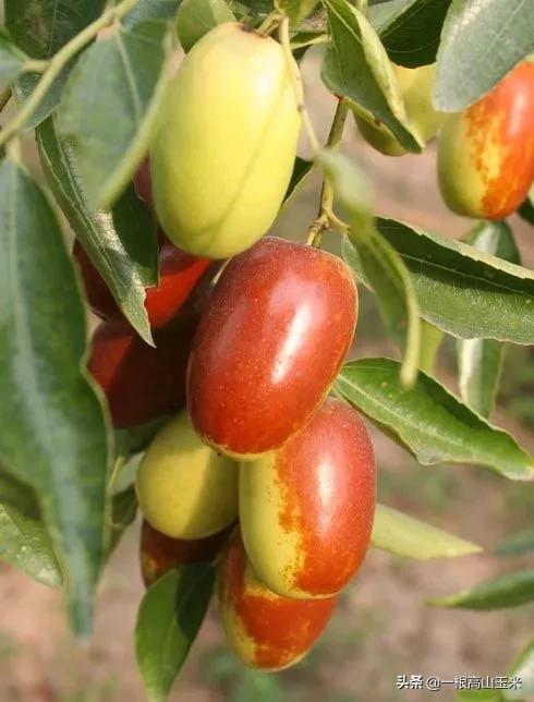 河南省特产新郑红枣片,新郑红枣价格去哪买