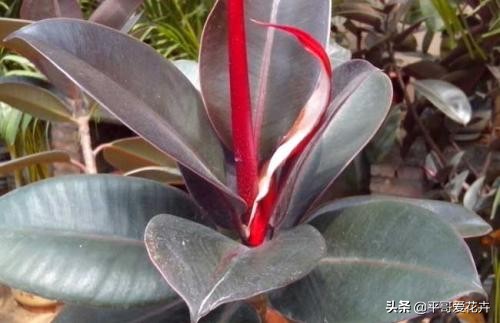 橡皮树叶片耷拉是怎么回事,橡皮树叶子发软下垂怎么回事