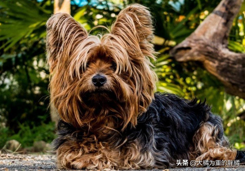 你想养狗吗教你8个养狗的理由,如果你想养宠物猫怎么办