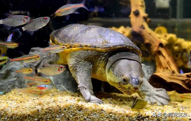 蛋龟之王窄桥蛋龟苗饲养方法,窄桥蛋龟放沉木饲养可以吗