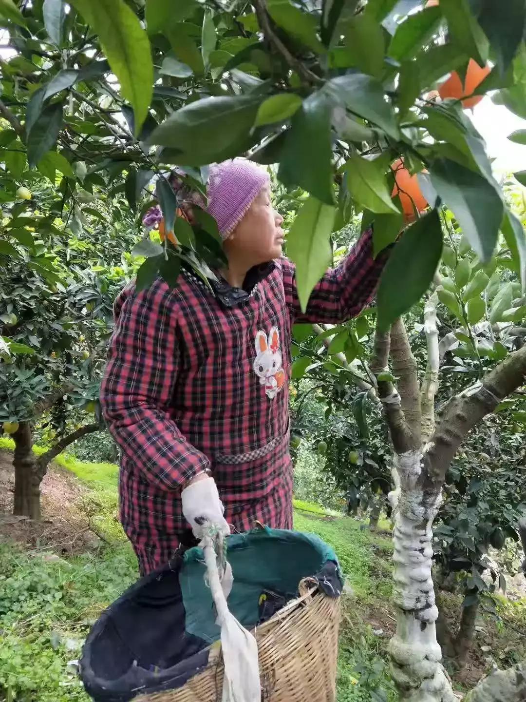 湖北秭归脐橙跟江西甜橙哪个好吃,秭归伦晚脐橙新鲜甜橙9斤