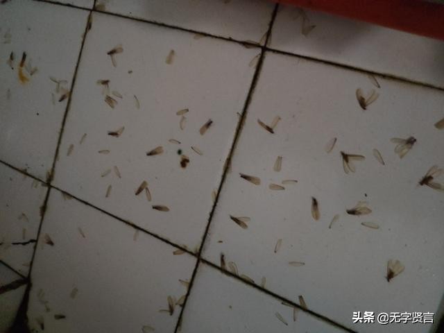 雨后家里全是小飞虫怎么办,夏天雨后出现的飞虫