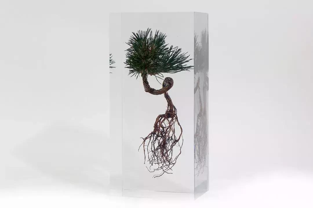 七夕送花送什么花是最有创意的,七夕送花送什么花才好看才浪漫