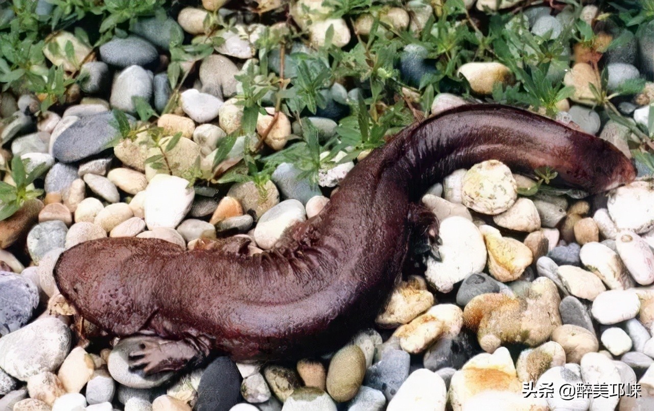 为什么有的人投资眼光很准,为什么越来越多的资本想投资酱酒