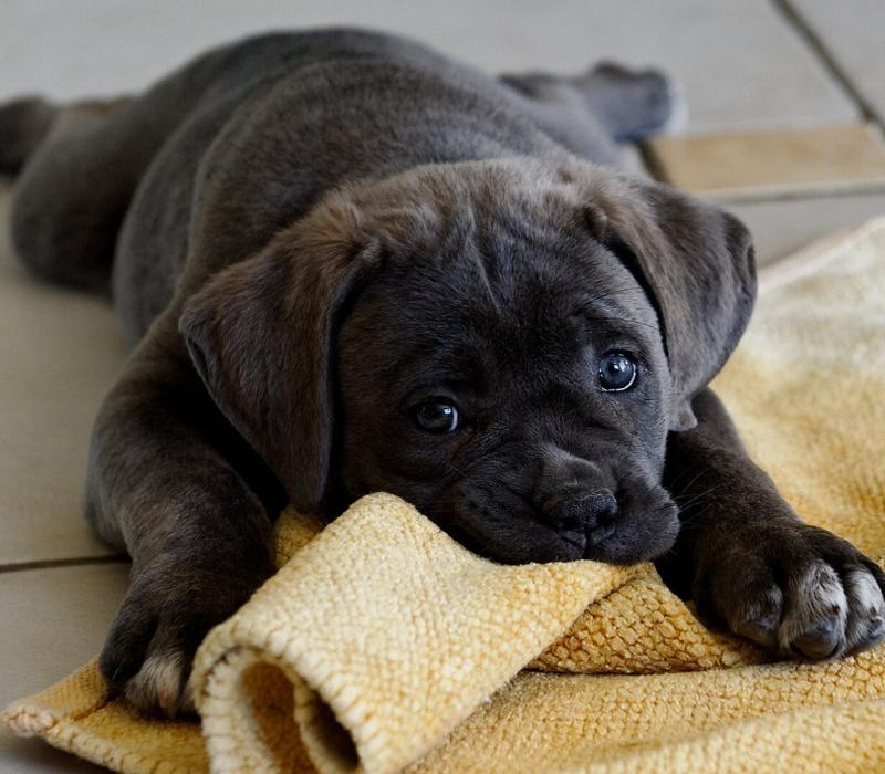 狗狗攻击自救的方法,狗狗老是攻击女主人