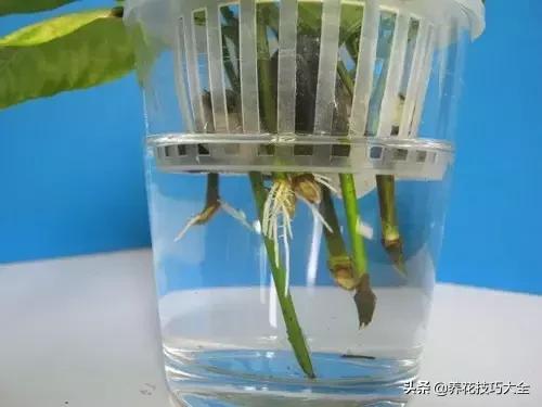 超大枝条的栀子花扦插方法,栀子大树干可以扦插活吗