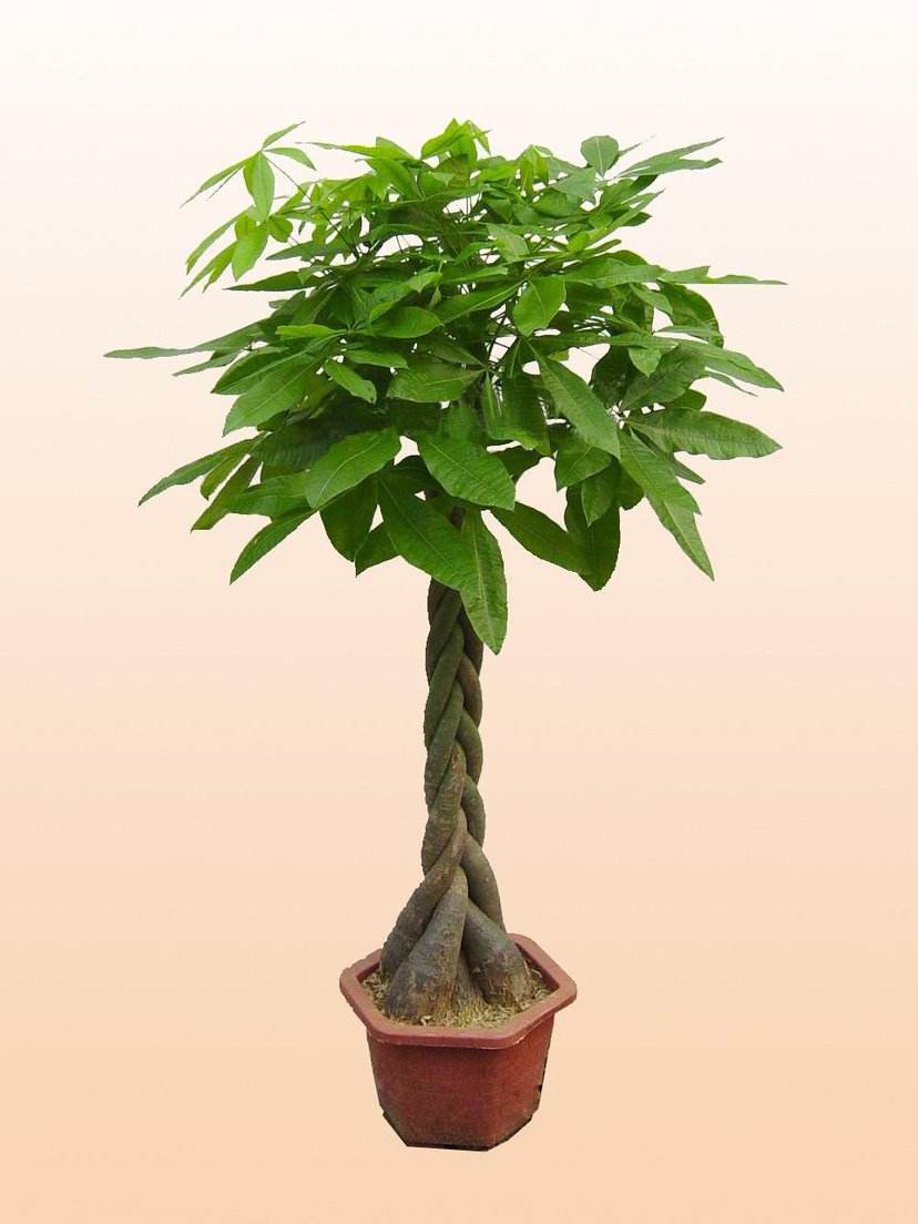 想让发财树长高怎么办,发财树怎么浇水才能活得更长