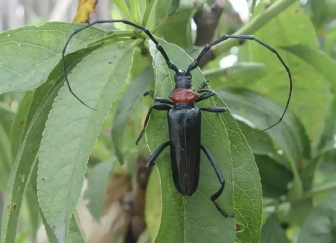 桃树防虫害最有效的方法,桃树害虫最新报道
