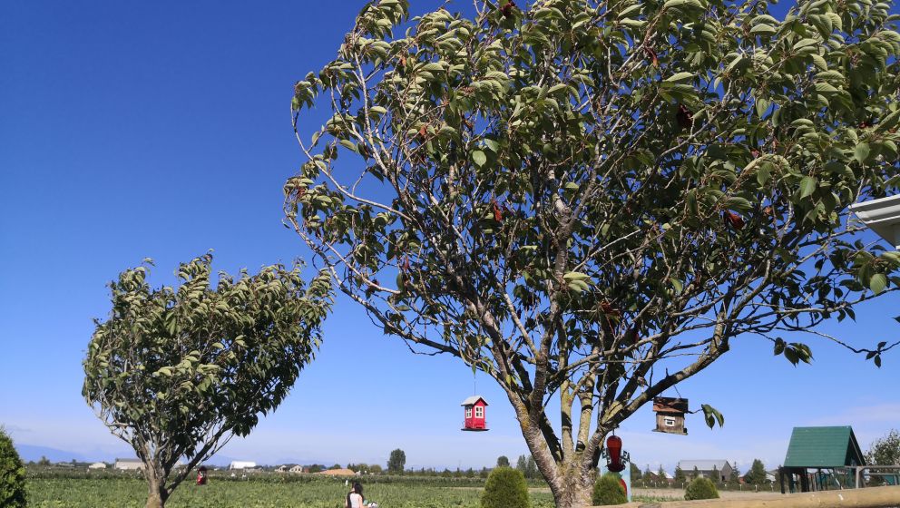 一家三口温哥华一年生活费,一家三口在加拿大的生活费用