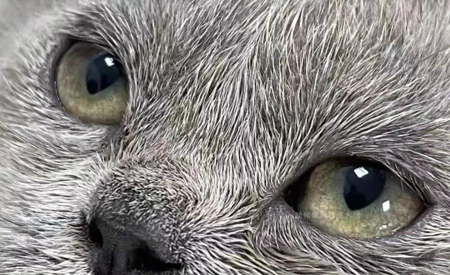 猫鼻支、猫感冒、流泪、打喷嚏、眼睛红肿,猫疱疹病毒的治疗