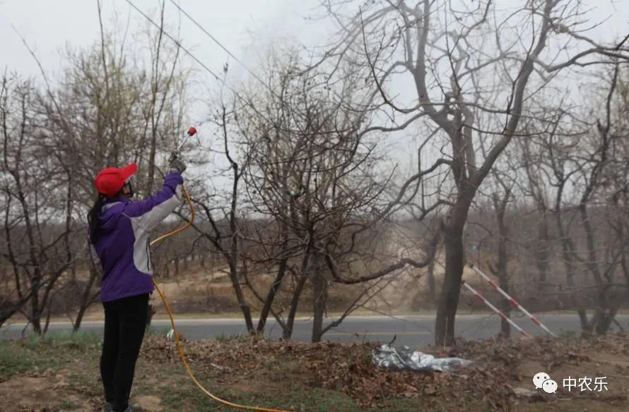 果树清园口诀,果园春季清园药
