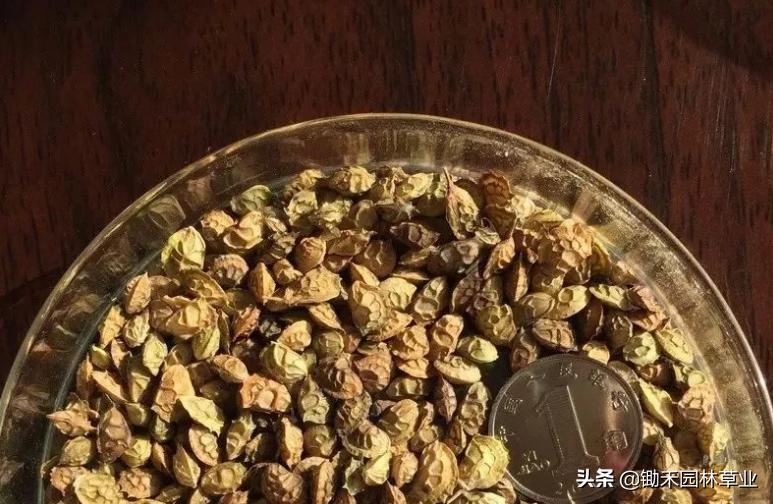 适合盐碱地的植物有哪些,绿化草耐旱品种