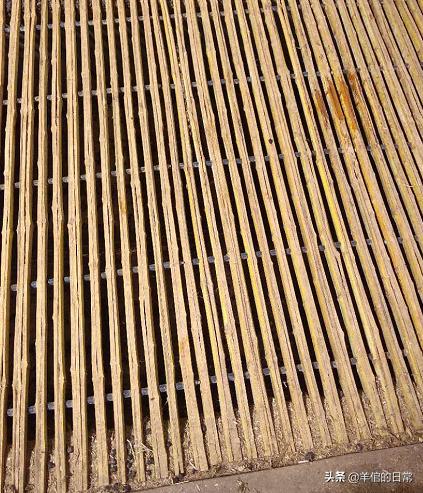 绵羊养殖技巧教学,绵羊的正确养殖方法