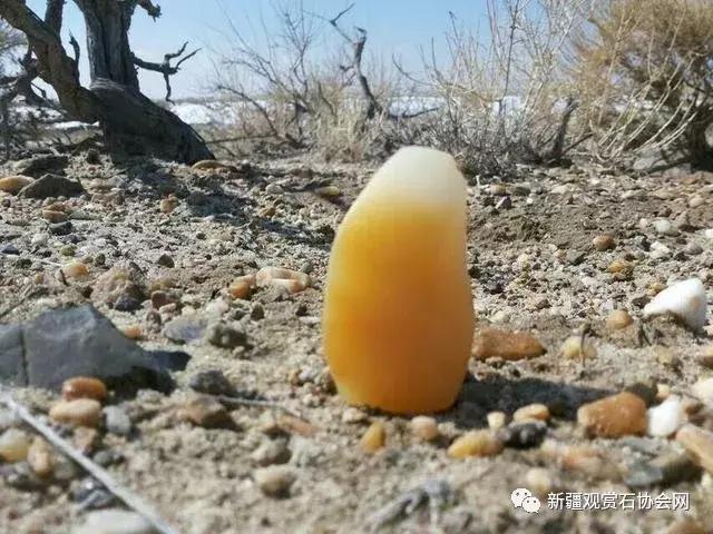 戈壁滩捡玉怎么分辨玉和石头,金丝玉三剑客戈壁滩捡金丝玉