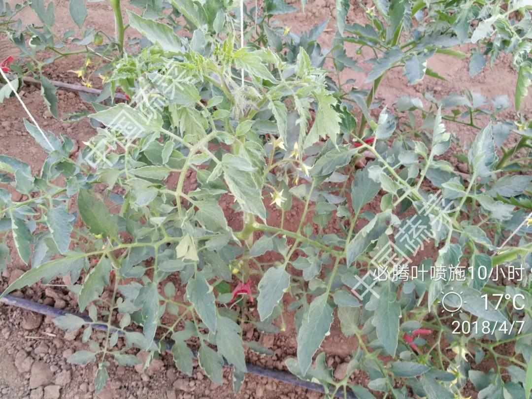 霜冻冰雹雪灾应对措施,冰雹天气请注意防范