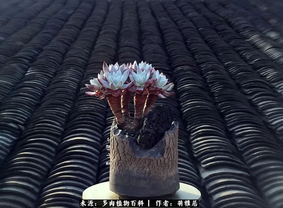 鍒濆啲鏆栭槼鍥寸倝鐓尪,鍐洦鍝佽尪