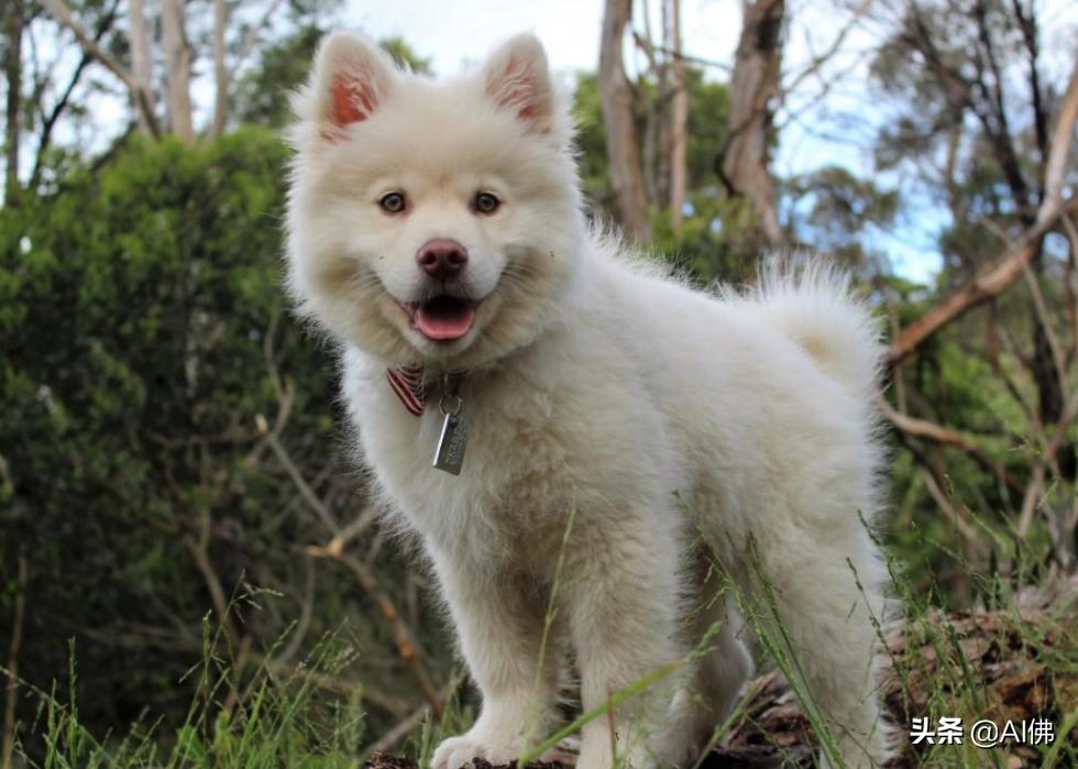 美国最受欢迎的100组小狗名字