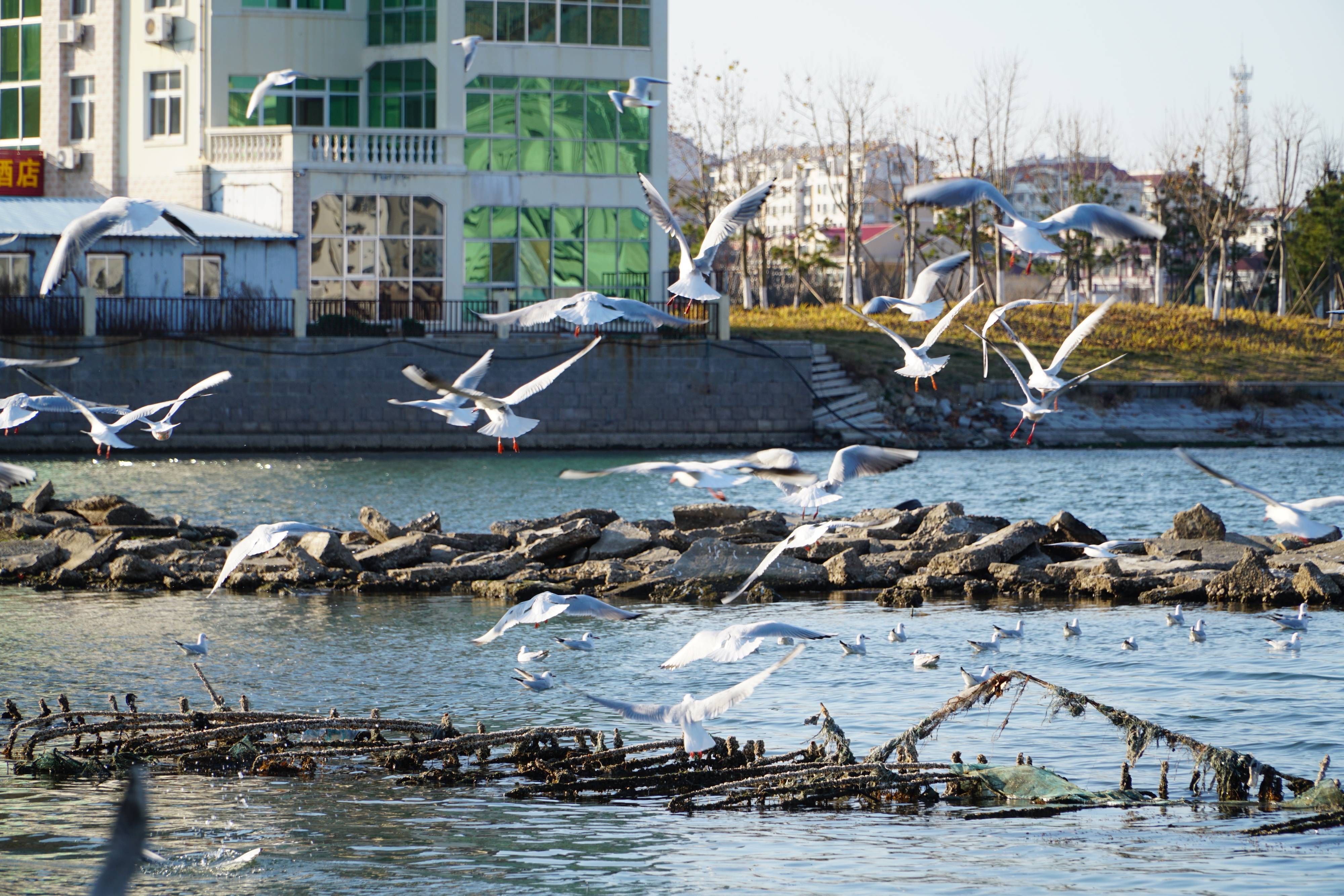 河北小哥租房环游全国：用卫星地图搜房价洼地别墅区月租600