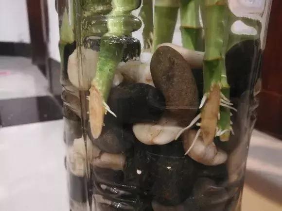 富贵竹黄叶不长根怎么回事,富贵竹黄叶不长根怎么办