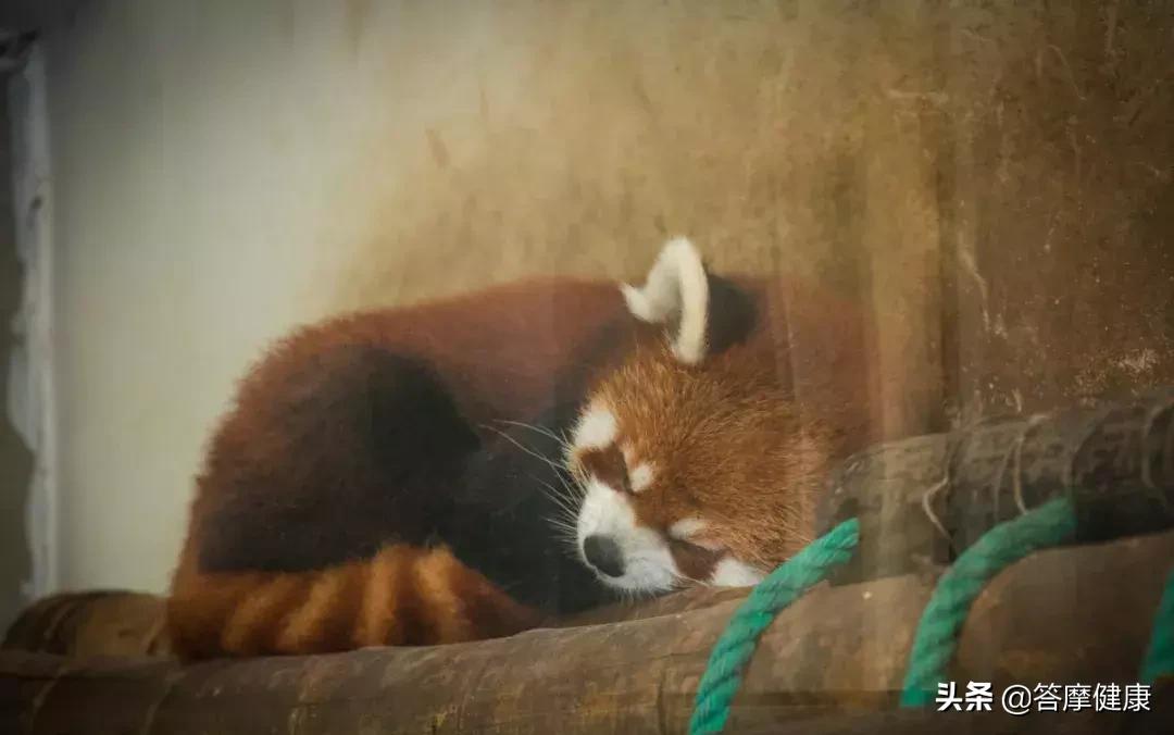 夏天有哪些食物可以助睡眠,冬季睡眠质量差吃什么