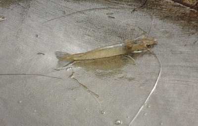 对虾黑鳃病,对虾黑斑病最快的治疗方法