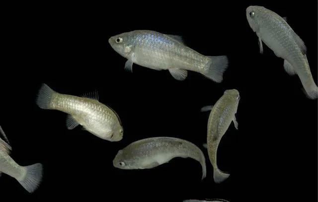 沙漠鱼濒临灭绝,全球仅剩38条的沙漠鱼怎样