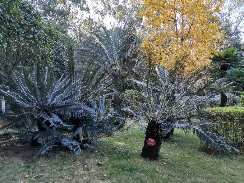 苏铁是藻类的植物吗,植物宝贝苏铁的视频