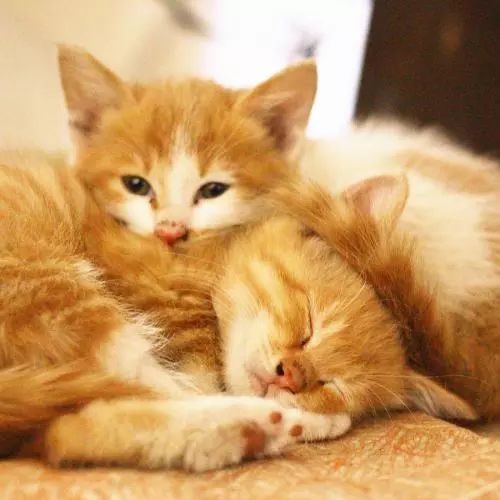 猫咪生病不爱喝水的妙招,生病后的猫咪不用控制食量可以吗