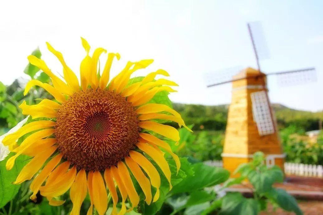 水上乐园超级大喇叭体验,挑战十大世界上最大的水上乐园