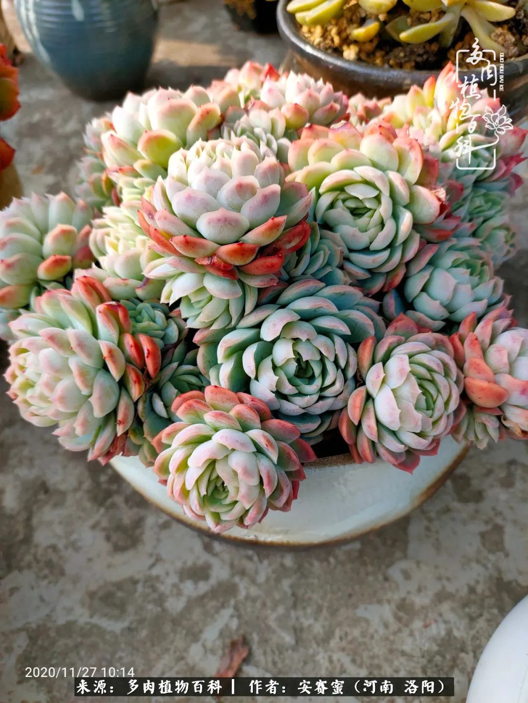 现在是多肉最美的季节,多肉最美的季节来啦