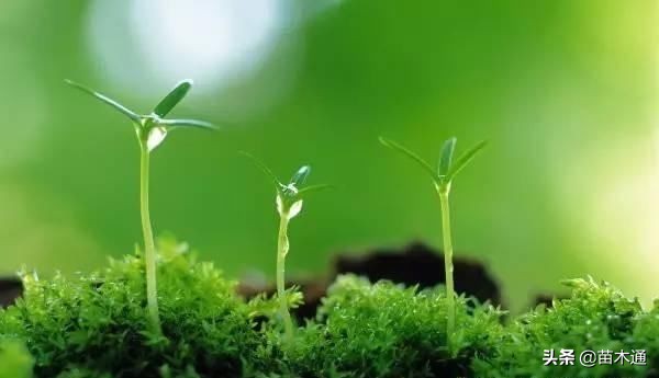 园林绿化苗木栽植为什么不易存活,苗木存活十大绝招