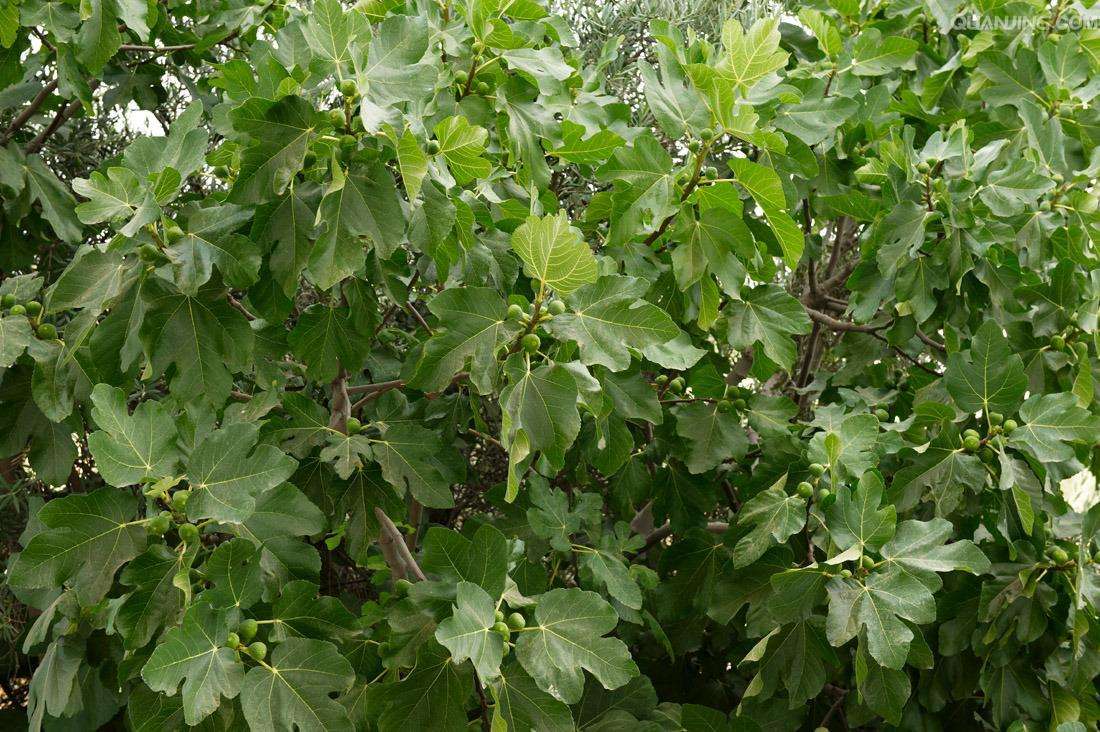 超高密植无花果栽培技术,无花果栽培技巧