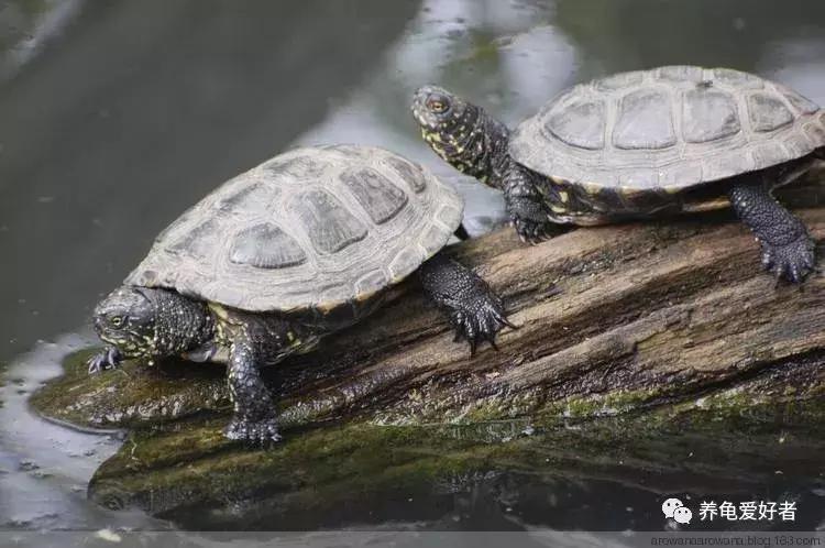 怎样才能养好龟，其实口诀不难，细节不少！