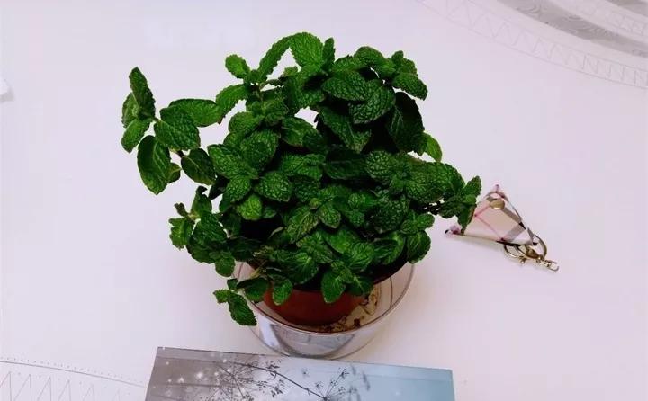 盆栽花发蔫什么原因,买回来的花很快就蔫的原因