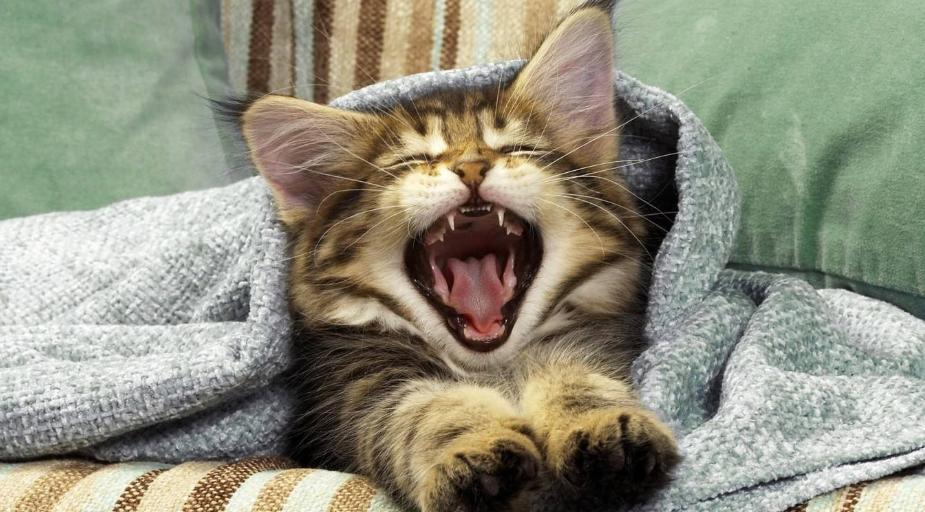 家里猫咪发情了？你知道该如何给它挑选好的配偶吗？