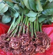 春天来了,喜欢种花的你,买到真的的玫瑰花苗了吗?