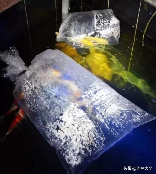 经历2次整池团灭，没关系！接着买从头再来！