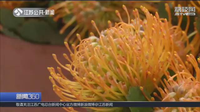 玫瑰一元、百合两元！探访南京最大花市鲜花卖出“白菜价”