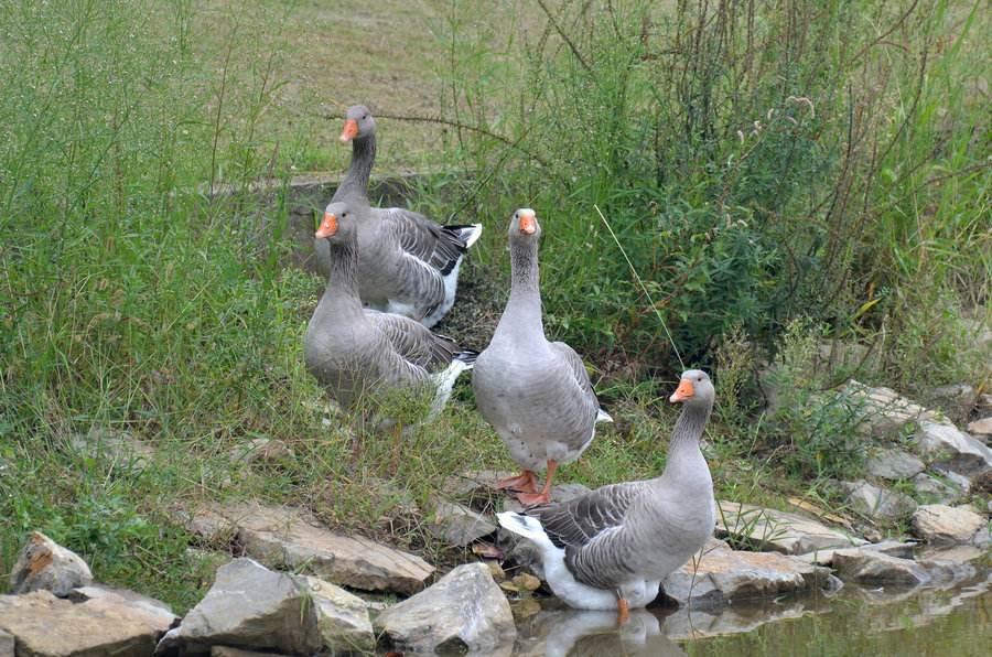 今年养鹅前景怎么样现在,养鹅的前景与现状