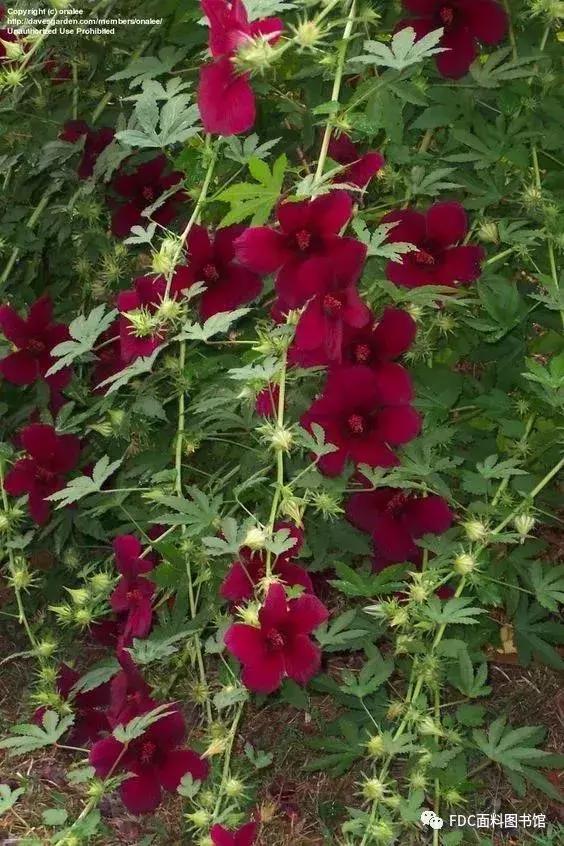 能用来制作面料的植物知多少？（下）