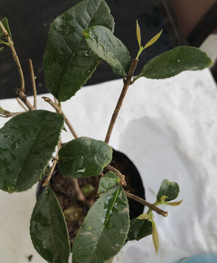 网购桂花盆栽,网购的花养多久才能活