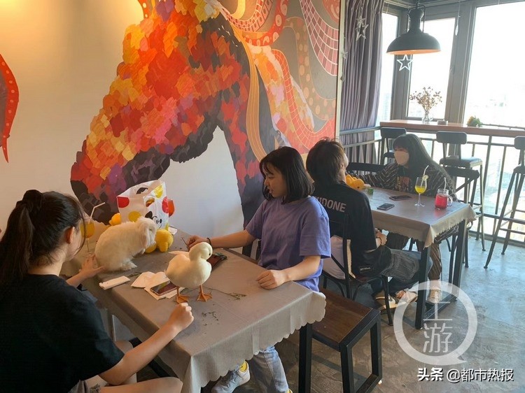 每只一万元！帅小伙开了一家“鸭馆”，只能撸不能吃