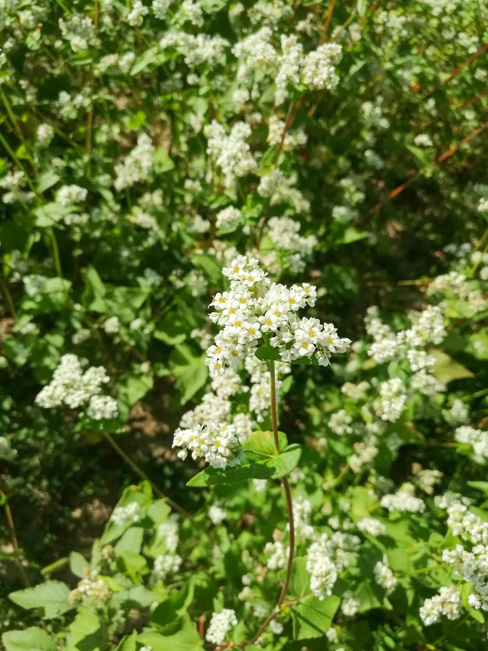 广西这片地方，美如仙境，万里雪白花海，春去旅居好去处