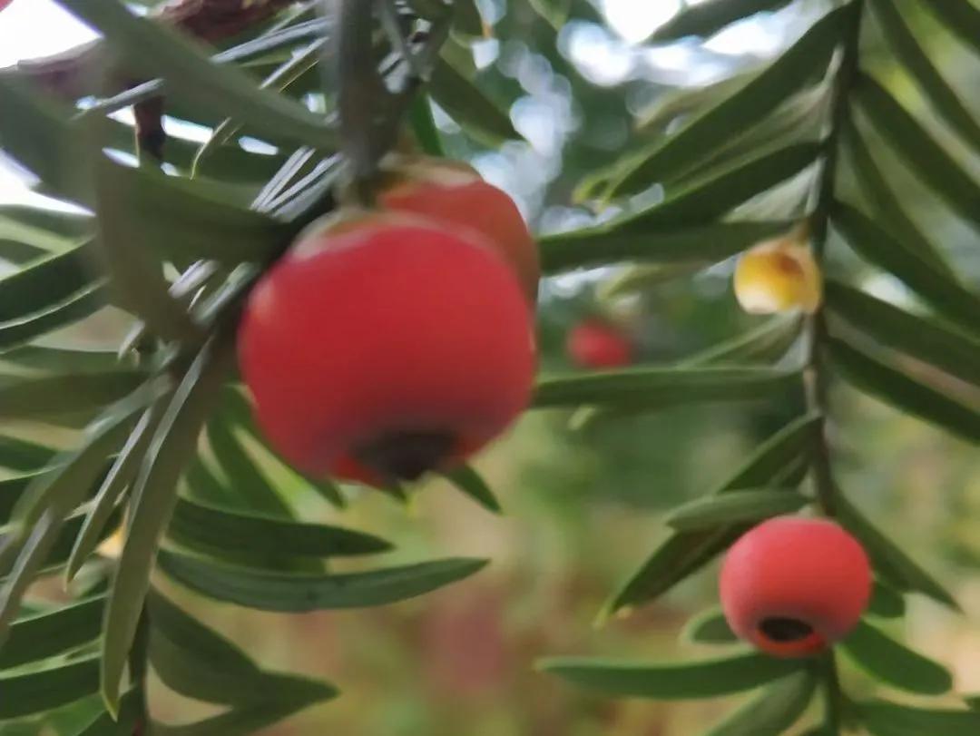 最美的风景美丽的校园,最美的风景就是校园